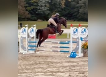 Zangersheide, Caballo castrado, 4 años, 162 cm, Castaño oscuro