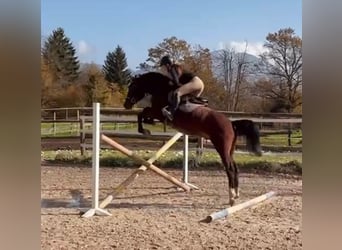 Zangersheide, Caballo castrado, 4 años, 162 cm, Castaño oscuro