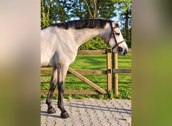 Zangersheide, Caballo castrado, 4 años, 162 cm, Tordo