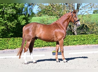 Zangersheide, Caballo castrado, 4 años, 163 cm, Alazán