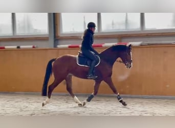 Zangersheide, Caballo castrado, 4 años, 163 cm, Castaño