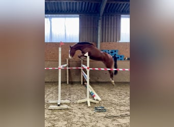 Zangersheide, Caballo castrado, 4 años, 163 cm, Castaño