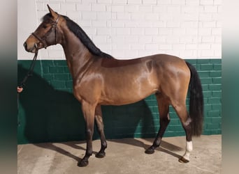 Zangersheide, Caballo castrado, 4 años, 163 cm, Castaño