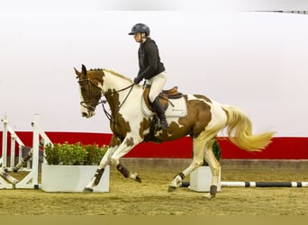 Zangersheide, Caballo castrado, 4 años, 164 cm