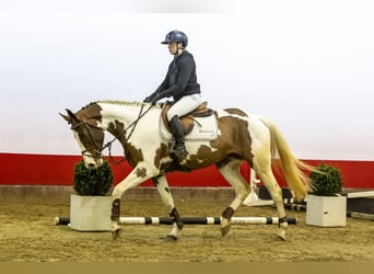 Zangersheide, Caballo castrado, 4 años, 164 cm