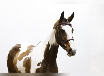 Zangersheide, Caballo castrado, 4 años, 164 cm