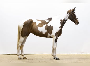 Zangersheide, Caballo castrado, 4 años, 164 cm