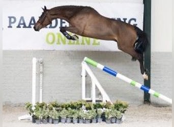 Zangersheide, Caballo castrado, 4 años, 164 cm, Castaño