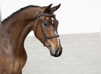 Zangersheide, Caballo castrado, 4 años, 164 cm, Castaño