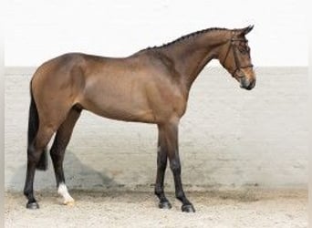 Zangersheide, Caballo castrado, 4 años, 164 cm, Castaño