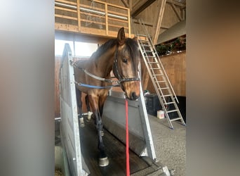 Zangersheide, Caballo castrado, 4 años, 165 cm, Castaño
