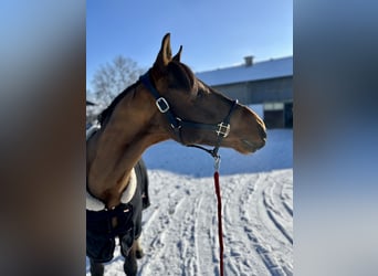 Zangersheide, Caballo castrado, 4 años, 165 cm, Castaño
