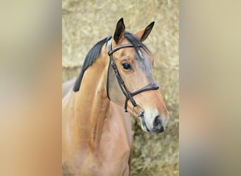 Zangersheide, Caballo castrado, 4 años, 165 cm, Castaño