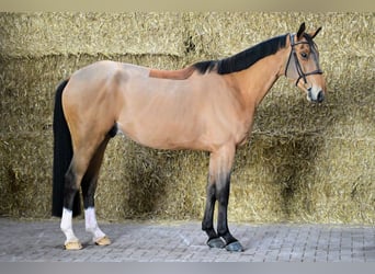 Zangersheide, Caballo castrado, 4 años, 165 cm, Castaño