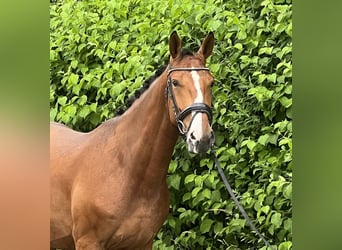 Zangersheide, Caballo castrado, 4 años, 165 cm, Castaño