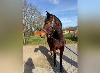 Zangersheide, Caballo castrado, 4 años, 165 cm, Castaño