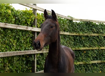 Zangersheide, Caballo castrado, 4 años, 165 cm, Castaño oscuro