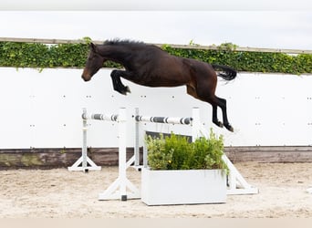 Zangersheide, Caballo castrado, 4 años, 165 cm, Castaño oscuro