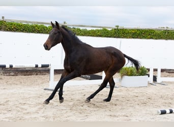 Zangersheide, Caballo castrado, 4 años, 165 cm, Castaño oscuro