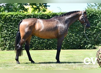 Zangersheide, Caballo castrado, 4 años, 165 cm, Castaño oscuro