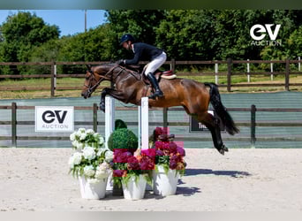 Zangersheide, Caballo castrado, 4 años, 165 cm, Castaño oscuro
