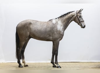 Zangersheide, Caballo castrado, 4 años, 166 cm