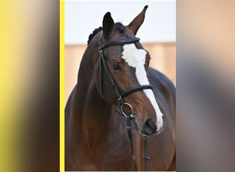 Zangersheide, Caballo castrado, 4 años, 166 cm, Castaño