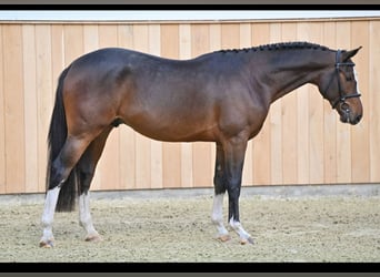 Zangersheide, Caballo castrado, 4 años, 166 cm, Castaño