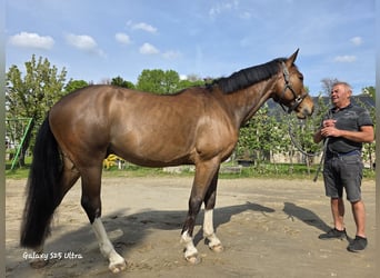 Zangersheide, Caballo castrado, 4 años, 166 cm, Castaño