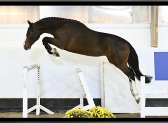 Zangersheide, Caballo castrado, 4 años, 166 cm, Castaño