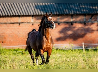 Zangersheide, Caballo castrado, 4 años, 166 cm, Castaño oscuro