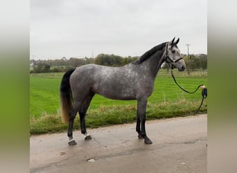 Zangersheide, Caballo castrado, 4 años, 166 cm, Tordo