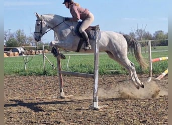 Zangersheide, Caballo castrado, 4 años, 166 cm, Tordo