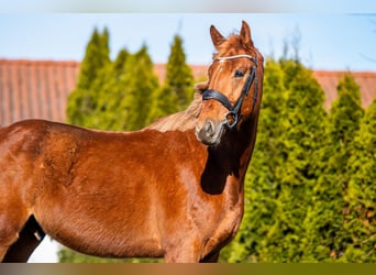 Zangersheide, Caballo castrado, 4 años, 167 cm, Alazán