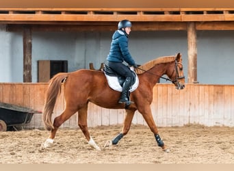 Zangersheide, Caballo castrado, 4 años, 167 cm, Alazán