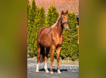 Zangersheide, Caballo castrado, 4 años, 167 cm, Alazán