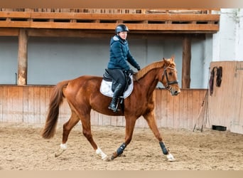 Zangersheide, Caballo castrado, 4 años, 167 cm, Alazán