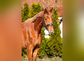 Zangersheide, Caballo castrado, 4 años, 167 cm, Alazán