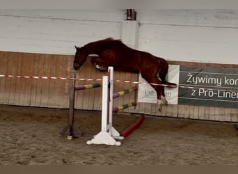 Zangersheide, Caballo castrado, 4 años, 167 cm, Alazán