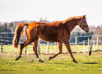 Zangersheide, Caballo castrado, 4 años, 167 cm, Alazán