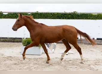 Zangersheide, Caballo castrado, 4 años, 167 cm, Alazán