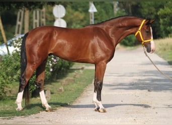 Zangersheide, Caballo castrado, 4 años, 167 cm, Castaño