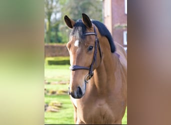 Zangersheide, Caballo castrado, 4 años, 167 cm, Castaño