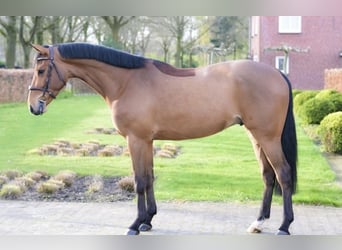 Zangersheide, Caballo castrado, 4 años, 167 cm, Castaño