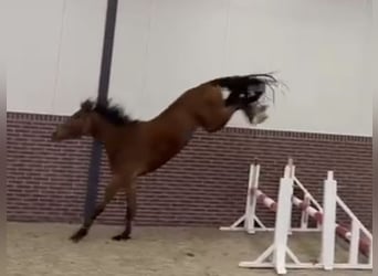 Zangersheide, Caballo castrado, 4 años, 167 cm, Castaño claro