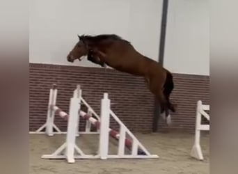 Zangersheide, Caballo castrado, 4 años, 167 cm, Castaño claro