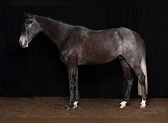 Zangersheide, Caballo castrado, 4 años, 167 cm, Tordo