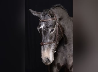 Zangersheide, Caballo castrado, 4 años, 167 cm, Tordo