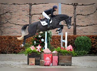 Zangersheide, Caballo castrado, 4 años, 167 cm, Tordo