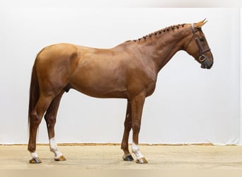 Zangersheide, Caballo castrado, 4 años, 168 cm, Alazán
